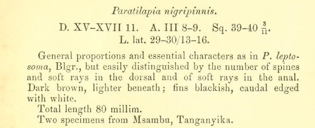 Paracyprichromis nigripinnis.png