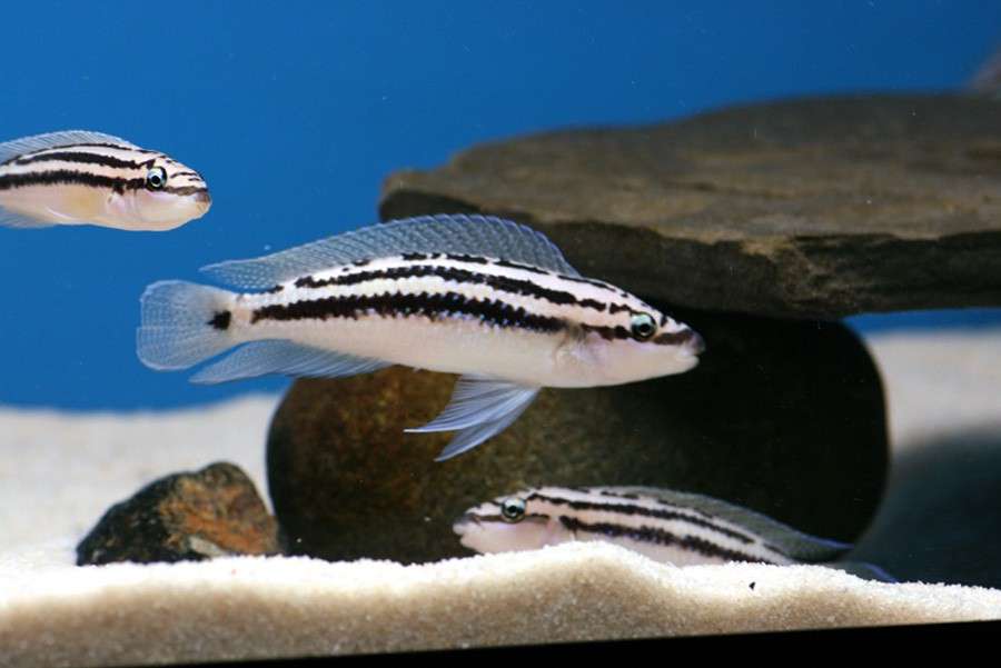 Julidochromis-Dickfeldi-04.jpg