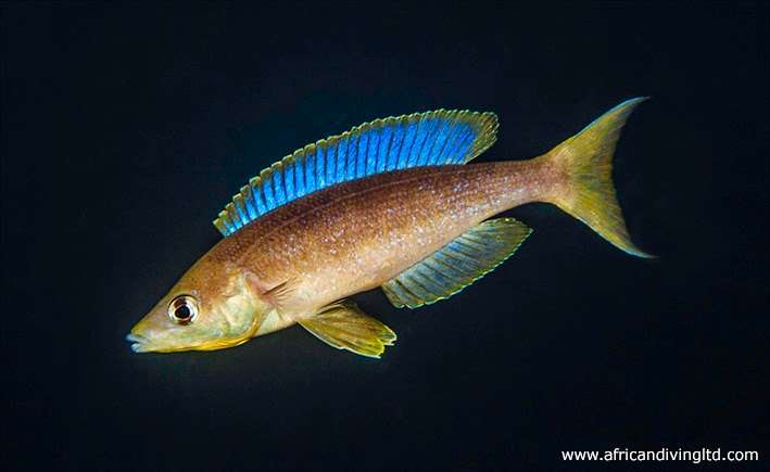 cyprichromis_microlepidotis_lubugwe.jpg