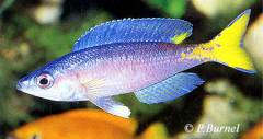 Cyprichromis leptosoma Malasa
