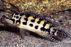 Julidochromis transcriptus Gombi