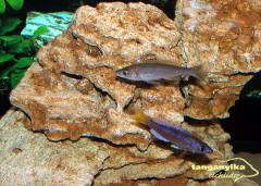 Cyprichromis leptosoma Mpulungu