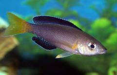 Cyprichromis sp. jumbo tricolor