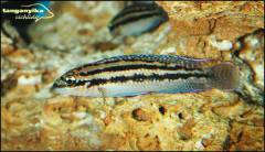 Julidochromis dikfeldi