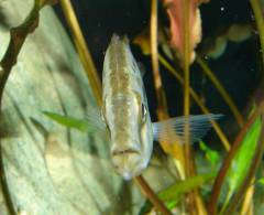 Самка Dimidiochromis compressiceps