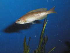 подросток Cyprichromis microlepidotus Mabilibili
