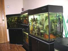 Старый вид аквариумной комнаты.