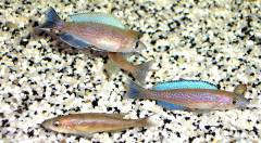 Cyprichromis microlepidotus Mabilibili