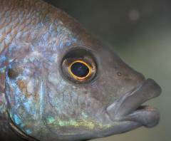Placidochromis milomo