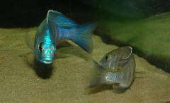 Placidochromis sp. "electra blue" (танцы)