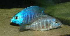 Нерест Placidochromis sp. "electra blue" (икра)