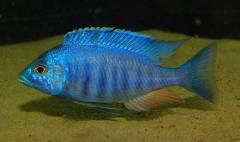Лучшее фото самца Placidochromis sp. "electra blue"