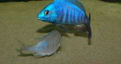 Нерест Placidochromis sp. "electra blue" (танцы)