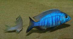 Нерест Placidochromis sp. "electra blue" (начало)