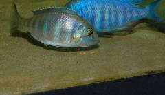 Нерест Placidochromis sp. "electra blue" (подбор)
