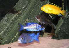 Placidochromis Phenochilus (Mdoka), Labidochromis caeruleus 'yellow'