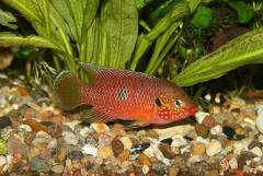 Hemichromis sp. "Bangui"