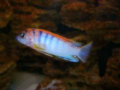 Labidochromis spec. 'Hongi'