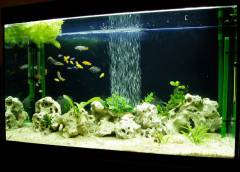 Мой новый аквариум 2