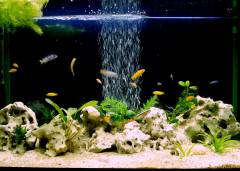 Мой новый аквариум для малавийских цихлид