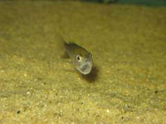 Cyprichromis leptosoma 'Mpulungu' (самка)