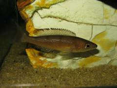 Cyprichromis microlepidotus kavalla (самка)