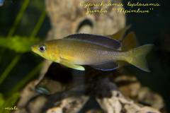 Cyprichromis leptosoma Jumbo "Mpimbwe"