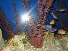 Cyprichromis leptosoma 'Mamalesa'