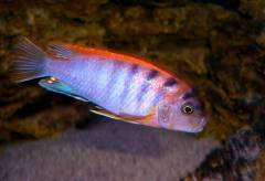 Labidochromis spec."Hongi"