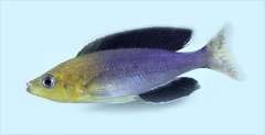Cyprichromis jumbo tricolor