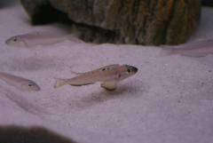 Enantiopus melanogenys 'Sambia black chin'. Подростоки