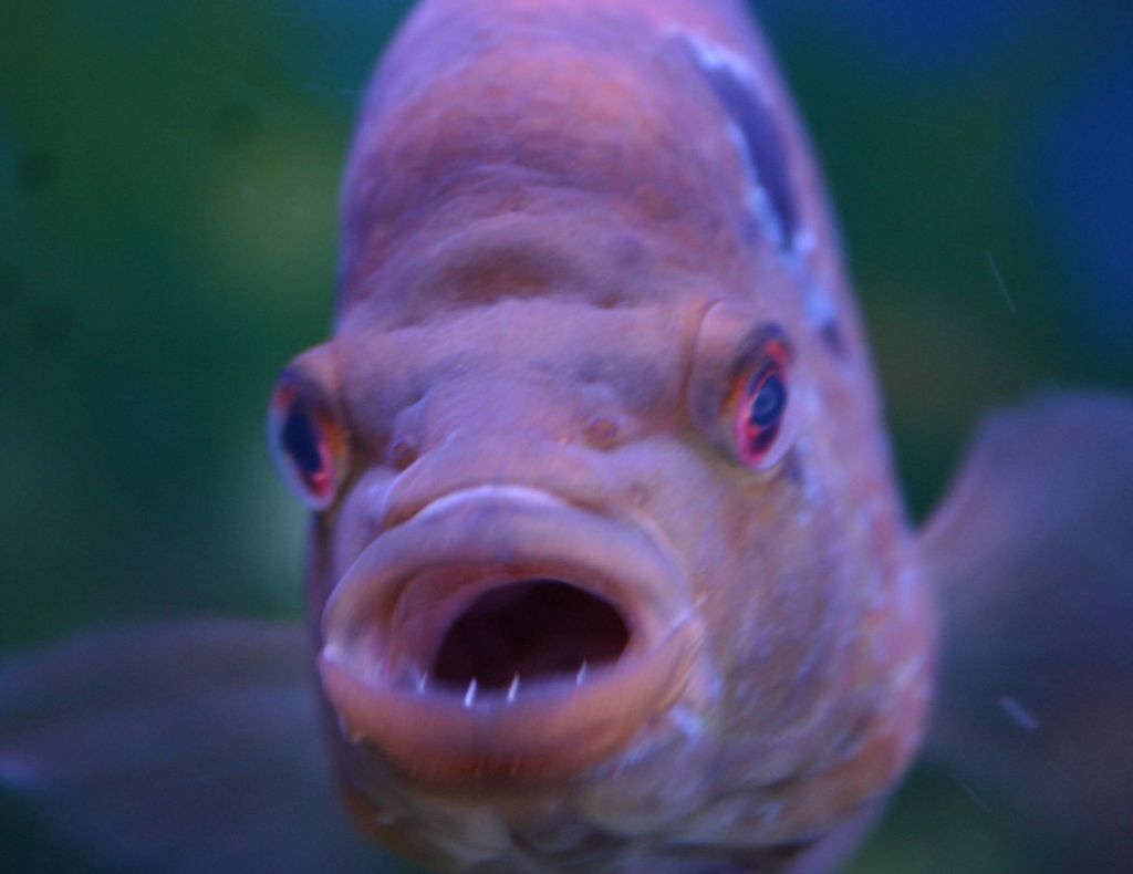 Советская рыба с губами. Цихлиды зубы. Аквариумная рыба с зубами. Рыба с большими глазами и губами.