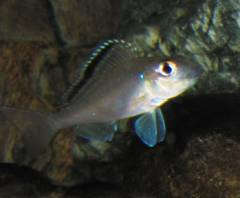 X.spilopterus 'Kachese blue'