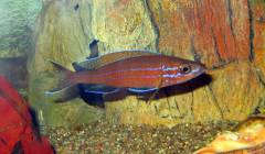 Paracyprichromis nigripinnis 'blue neon' (WF)