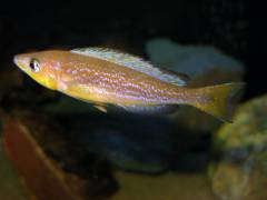 Cyprichromis microlepidotus Kavalla