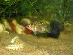 Lamprologus similis