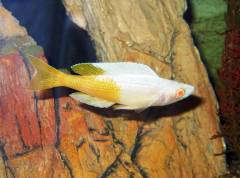 Cyprichromis lept. j. Kitumba' albino