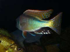 Buccochromis notataenia