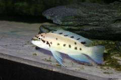 Chalinochromis sp Ndobhoi