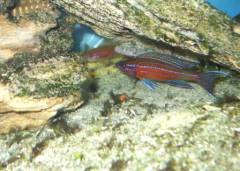 Paracyprichromis nigripinnis blue neon