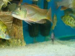 buccochromis_nototaenia