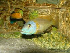 buccochromis_rhoadesii