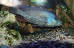 Nimbochromis livingstoni Самец