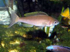 Cyprichromis leptosoma 'Mupulungu' самка