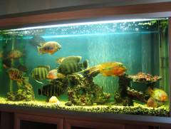 аквариум 470 литров