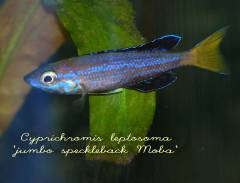 Cyprichromis leptosoma 'jumbo speckleback Moba'
