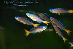 Cyprichromis leptosoma "Mpulungu"