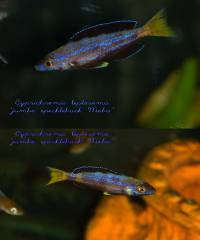 Cyprichromis leptosoma 'jumbo speckleback Moba'