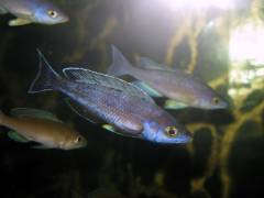 Cyprichromis leptosoma 'jumbo Kitumba'