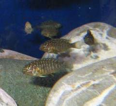 Petrochromis trwavasae